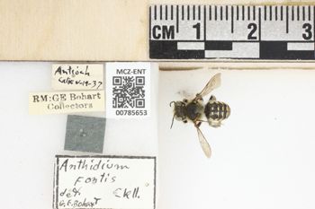Media type: image;   Entomology 785653 Aspect: Labels